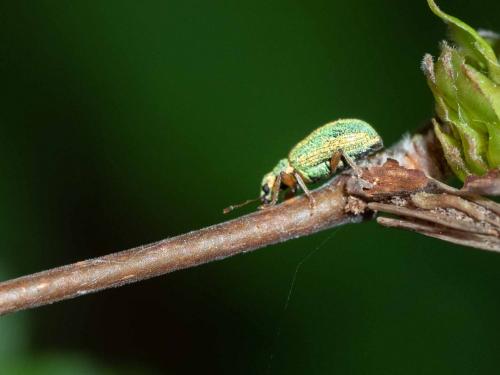 Réf. 282 073 : Polydrusus pterygomalis